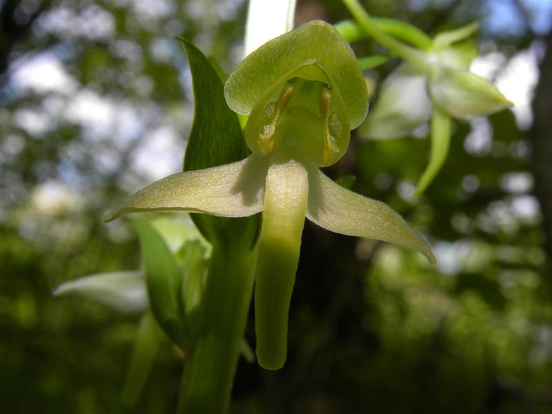 Platanthera bifolia e P.chlorantha - Genitica e morfologia